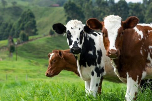 美农业部：美国奶牛组织样本中检测到禽流感病毒