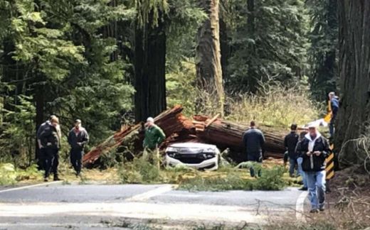 加州巨型红杉突然倒下 砸中汽车两人丧命