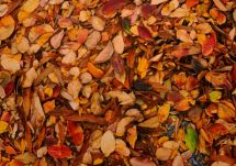 为什么秋叶会变色？